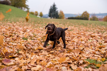 Chocolate Labrador Retriever Playing with Autumn Leaves in Park