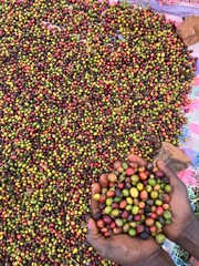 Coffee cherries being dried in a garden on a plastic sheet in the sun. this process is called the natural process. garden coffee is an ethiopian tradition. Bona Zuria, Ethiopia, Africa