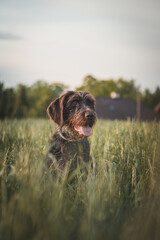 Close-up of a Bohemian wirehaired pointing griffon dog resting and sitting in the tall grass,...