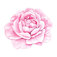 Watercolor illustration of pink rose bud, peony isolated on transparent background