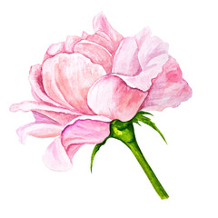 Watercolor illustration of pink rose bud, peony isolated on transparent background