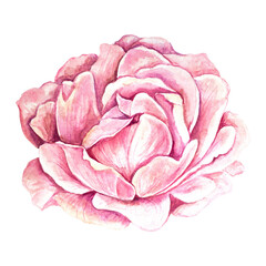 Watercolor illustration of pink rose bud, peony isolated on transparent background