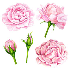 Watercolor illustration set, collection of pink rose buds, peony isolated on transparent background.