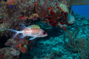 Fototapeta na wymiar Yellowfin grouper