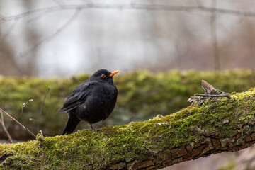 Obraz premium Common Blackbird (Turdus merula) Sits in the Tree. Early Spring