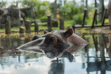 Fototapeta premium Hippopotamus in Tampa Bay Busch Gardens Park. Florida. USA