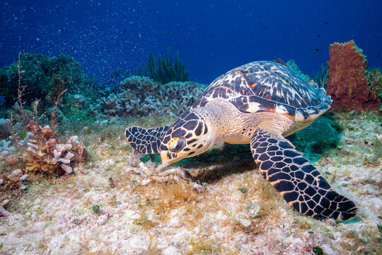 Hawksbill Sea Turtle Eating Coral