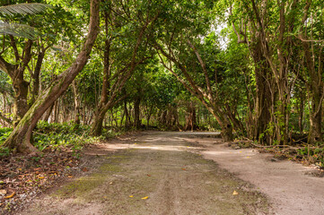 Jungle Road in Peleliu, Palau Island. Micronesia