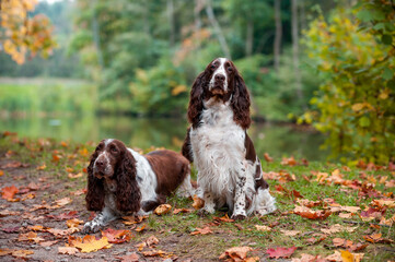 Two English Springer Spaniels Sitting on the grass. Autumn Background