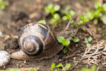 The brown snail, a common sight in many gardens, slowly makes its way across the soil and foliage. Its spiral shell provides protection from predators, while its soft body moves with a graceful ease.
