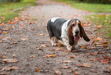Basset Hound Dog Walks on the Path. Portrait.