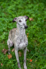 Whippet Dog Sitting on the Grass. Portrait.