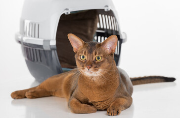 Obraz premium Curious Abyssinian cat and box. Long Tail. White background with reflection