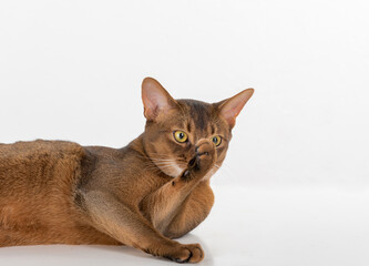 Portrait Curious Abyssinian cat lying on ground and lick leg. Isolated on white background