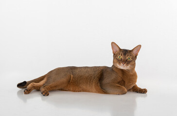Curious Abyssinian cat lying on ground. Looking straight to camera. Isolated on white background