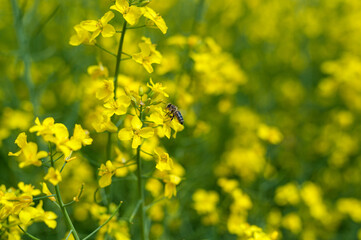 Blooming Rapeseed Field And Flying Bee in Background. Collecting Honey. Macro.