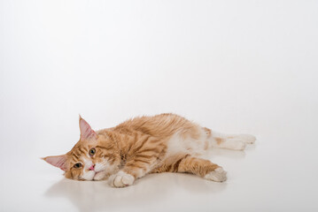 Curious Maine Coon Cat Lying on the White Table with Reflection. White Background. Lazy