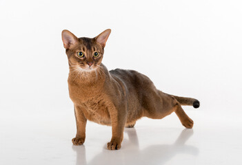 Abyssinian cat ready to attack. White background with reflection.