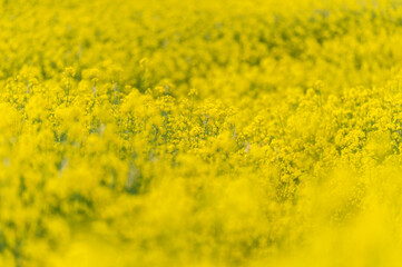 Yellow Rapeseed Field. Landscape. Rural area nature.