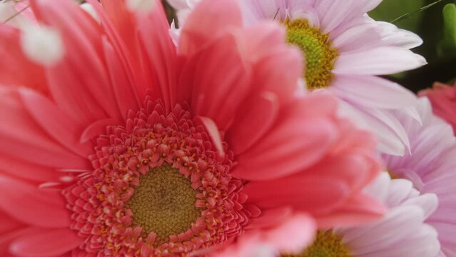 Macro shot of gerbera flowers. Bouquets of flowers close up.