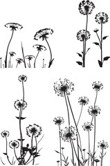 Dandalion Wildflower Vector set black and white