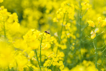 Yellow Rapeseed Field. Landscape. Rural area nature. Flying Bee in Background