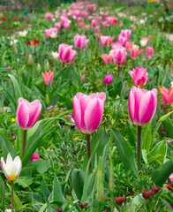 Bright multi-colored Tulips in bloom in Monets garden during spring