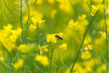 Rapeseed Field and Flying Bee in Background. Beautiful Blooming Scene. Yellow Color. Macro