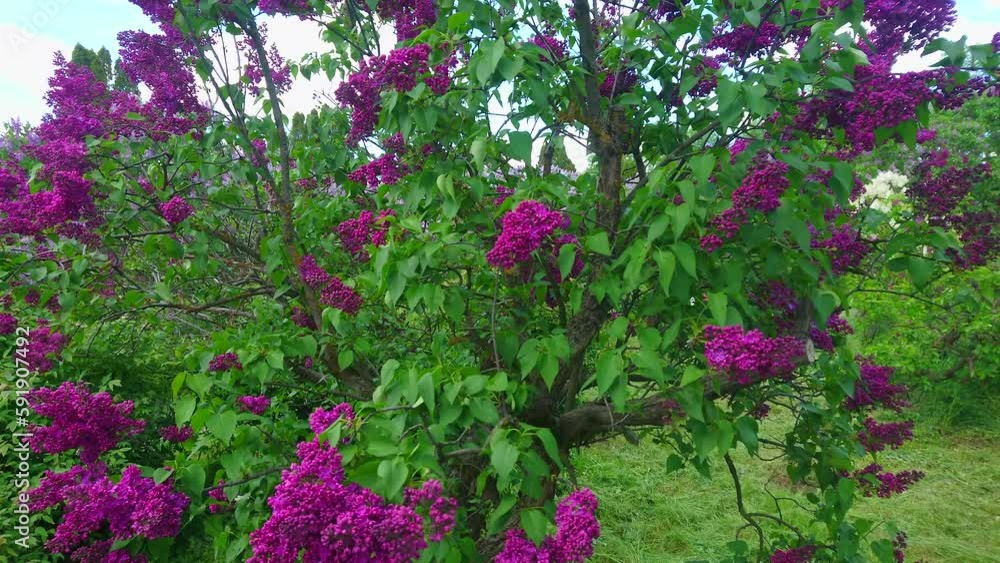 Sticker Panorama with purple and magenta lilacs, Arboretum Oleksandriya, Ukraine