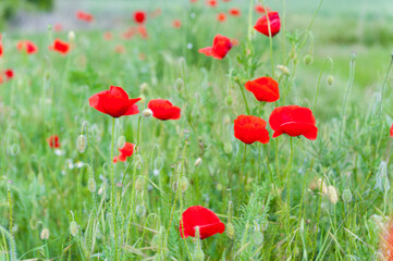Poppies Field. Shallow Depth Of Field. Nature