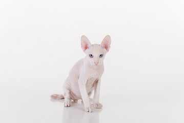 Curious White Very Young Peterbald Sphynx Cat Sitting on the white table with reflection. Looking Straight