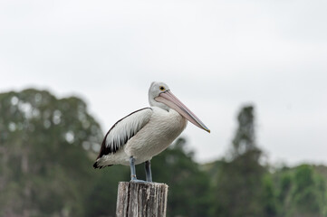 Pelican Standing on the Wooden Edge. Sydney Park.