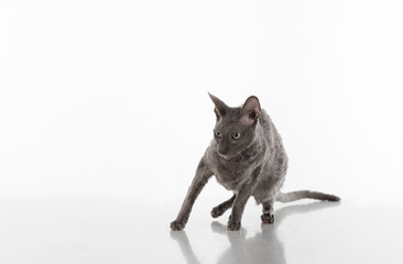 Black Cornish Rex Cat Sitting on the White Table with Reflection. White Background. Portrait. Scared