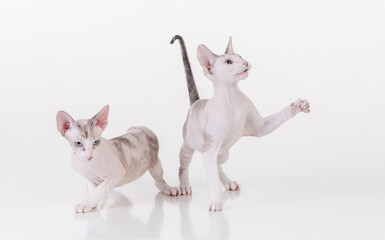 Bright Hairless Very Young Peterbald Sphynx Cats Sitting on the white table with reflection. White background. Playing with leg