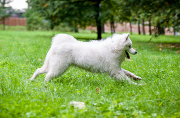 Obraz premium Happy Samoyed Dog Running on the grass. Open Mouth