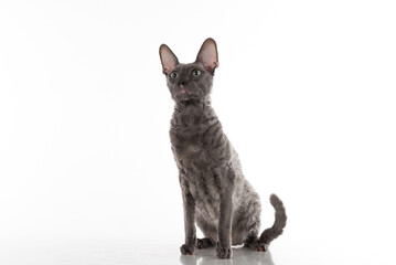 Curious Black Cornish Rex Cat Sitting on the White Table with Reflection. White Background. Portrait. Looking Left.