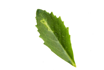 Green Leaf with Texture isolated on White Background. Kalanchoe blossfeldiana herbaceous