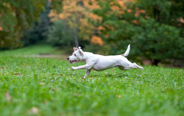 Happy Jack Russell Terrier Dog Running on the Grass