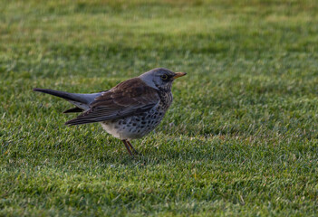 Fieldfare bird standing on the grass