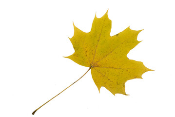 Autumn Color Maple Leaf. Isolated on White Background.