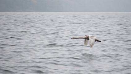 Fototapeta na wymiar Flying Gray Swan. Panning. Beautiful Wild Animal.