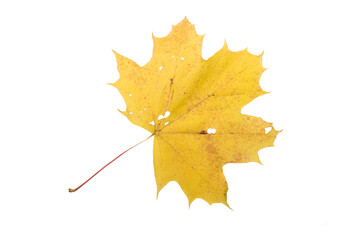 Autumn Color Maple Leaf. Isolated on White Background.