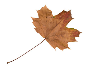 Autumn Color Maple Leaf. Isolated on White Background.