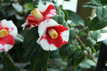 camellias 'kohaku bijin'