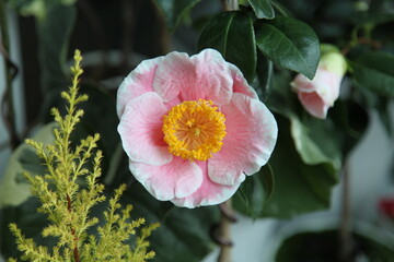 camellias