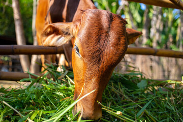 Close-up of the head of a brown  cow in a paddock on a beef cattle farm, the cow eating fresh green grass