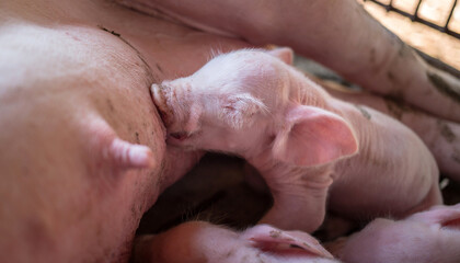 A week-old newborn piglet is suckling from its mother in pig farm,Close-up of Small piglet drinking milk from breast in the farm © NARONG