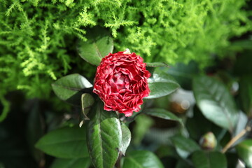 camellias 'red Leaf bella'