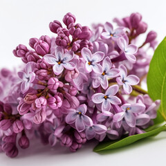 Fototapeta na wymiar A branch of lilac with small purple flowers, on a white background. Generative AI, generative artificial intelligence