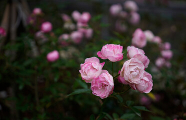 Miniature garden rose with fading pastel pink petals in green background